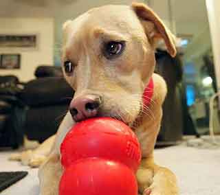 Frozen-Kong-treat