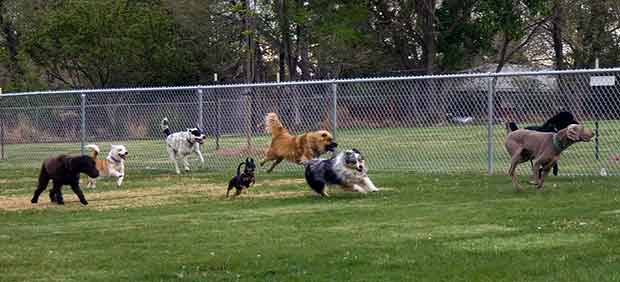 dog-park