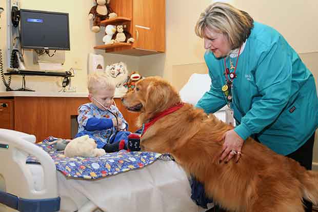 therapy-dog