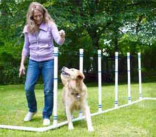 agility-course