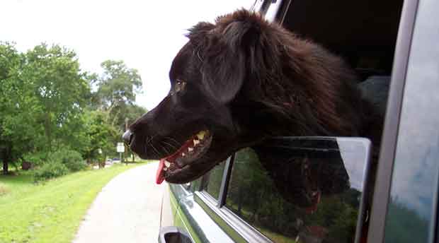 dog-car-rides