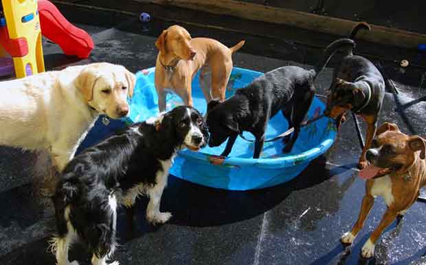Kiddie-Pool-dogs