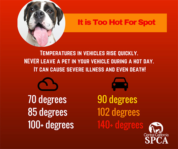 Too-Hot-For-Spot