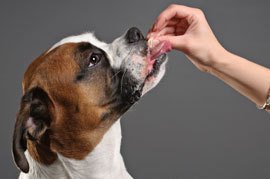 oral-flea-medications - 9 Flea and Tick Prevention Tips for Dogs