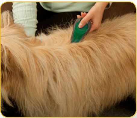 Spot on treatment for dog ticks - Flea and Tick Prevention for Dogs - Here are 9 Ways to Protect Your Dog