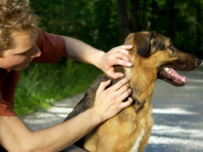 checking for ticks - 9 Flea and Tick Prevention Tips for Dogs