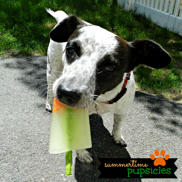 pupsicle-CCSPCA