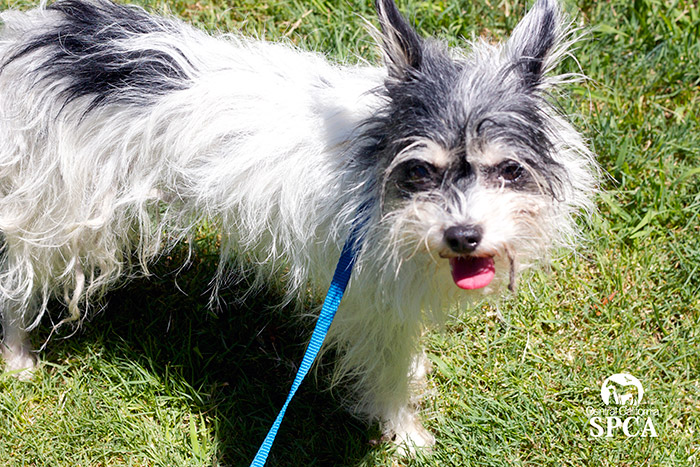 Why Adopt a Senior Pet - Fresno Animal Shelter