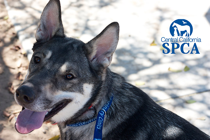 5 Reasons to Adopt a Senior Pet - Fresno Animal Shelter