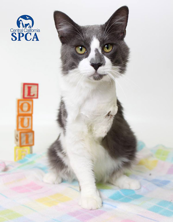 Adoptions-Needed-Louie-After