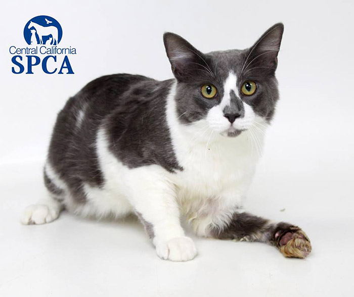 Adoptions-Needed-Louie-Before