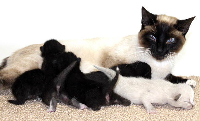 How To Become A Foster Parent & Foster a Dog or Cat - Fresno Animal Shelter