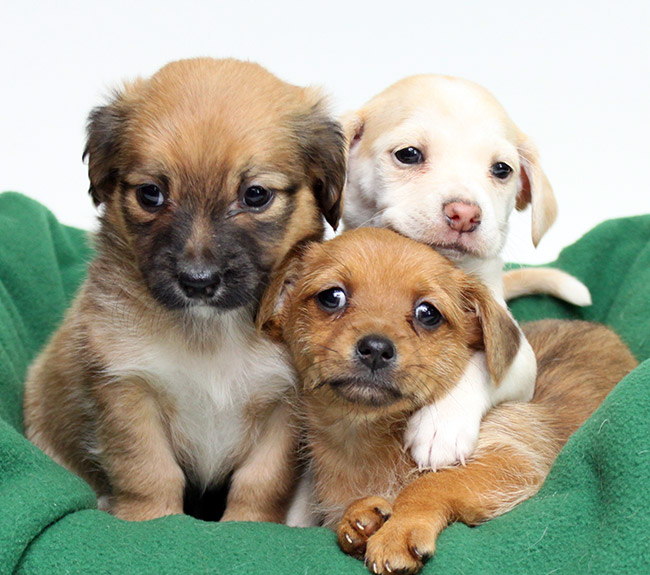 How to Become a Foster Parent - Fresno Animal Shelter