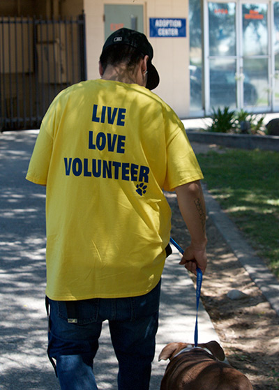 Volunteer At Animal Shelter