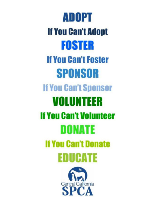 CCSPCA Adopt Foster Educate Programs-Read to learn about 10 Ways to Decrease the Number of Stray Animals