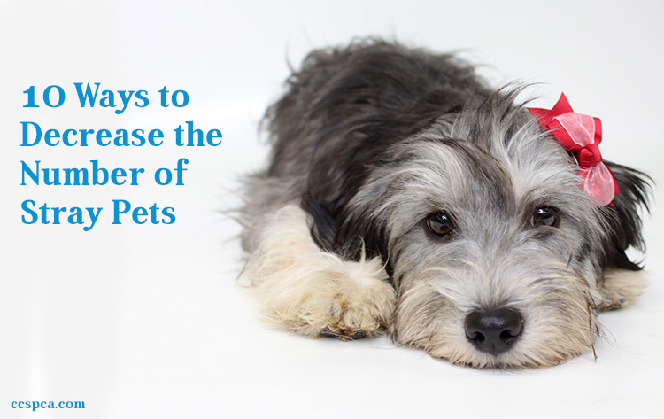 Decrease Number Stray Pets- Read to learn about 10 Ways to Decrease the Number of Stray Animals