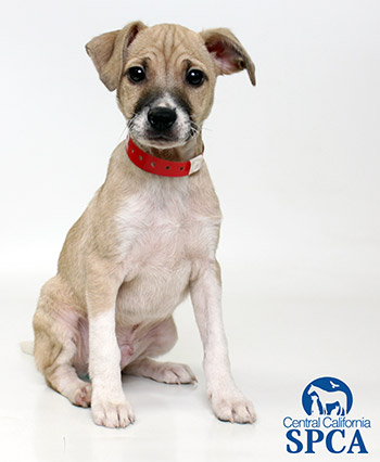 Stray Animal Problem In The USA-Read to learn about 10 Ways to Decrease the Number of Stray Animals