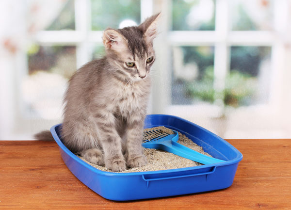 Kitten In Litter Box- Visit ccspca.com to see what are the items that animals shelters use the most