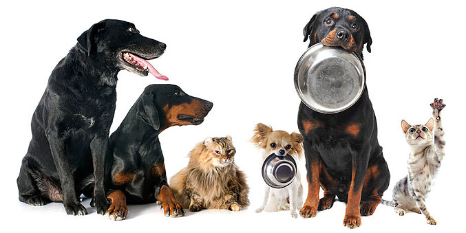 WishList Pets- Visit ccspca.com to see what are the items that animals shelters use the most