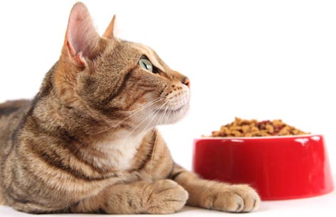 Cat Food- Visit ccspca.com to see what are the items that animals shelters use the most