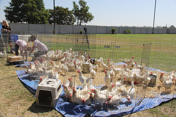 Animal Place Chicken Adoption Promo
