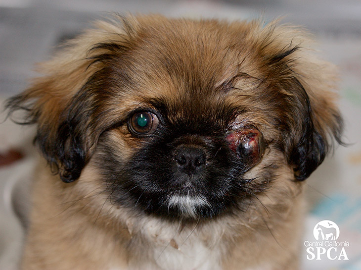 Polly Needs Your Help!