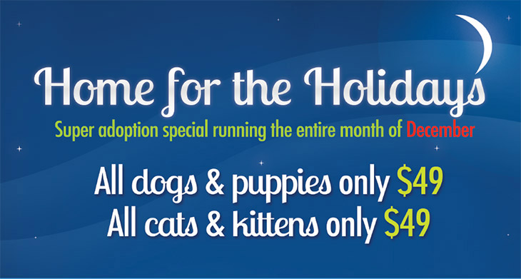 Home for the Holidays 2015 Adoption Special