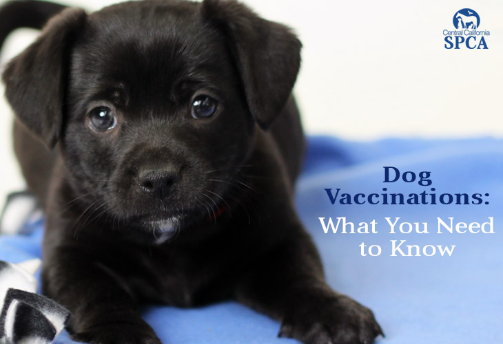 Dog Vaccinations What You Need To Know