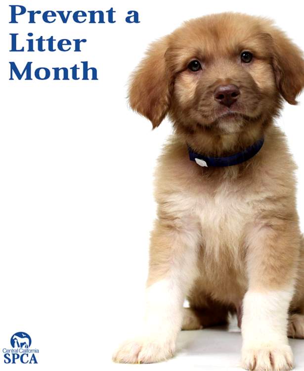 Prevent a Litter Month