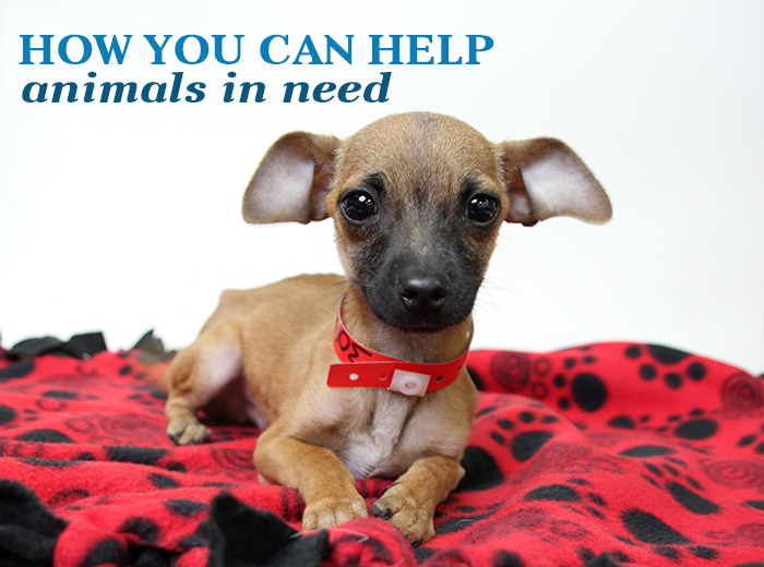 Donate To The CCSPCA