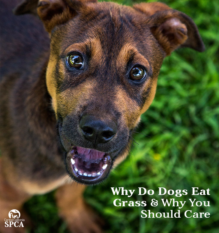 Why Do Dogs Eat Grass