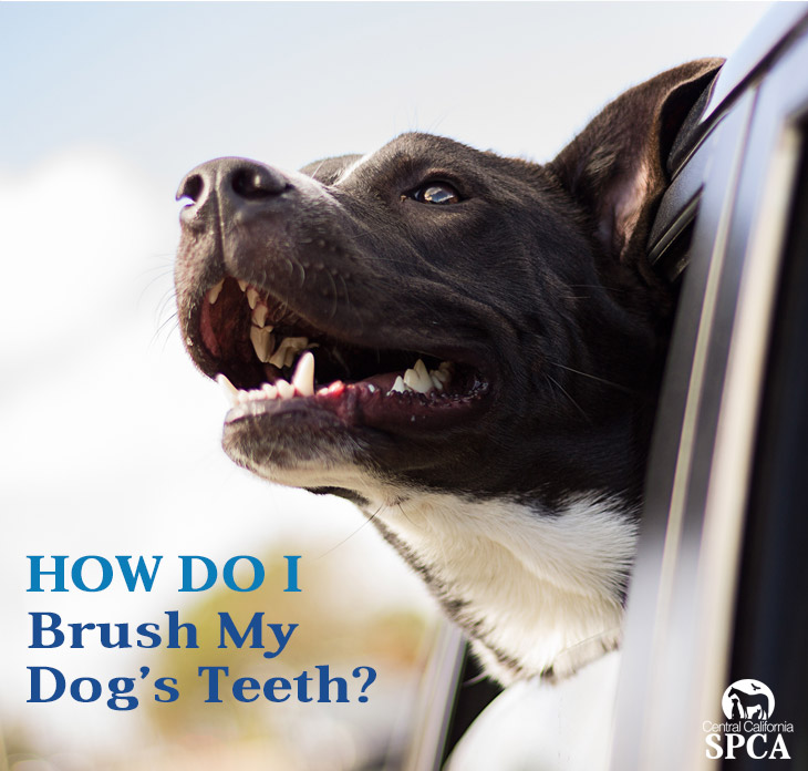 How To Brush Dogs Teeth