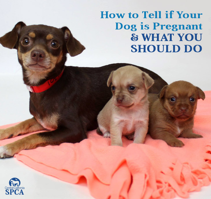 How to Tell if Your Dog is Pregnant
