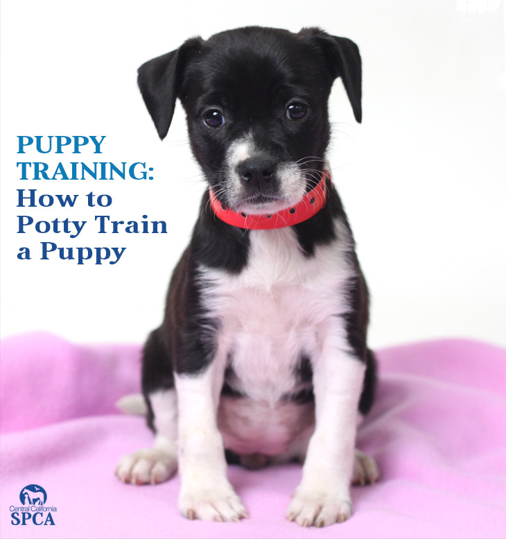 How to Potty Train a Puppy