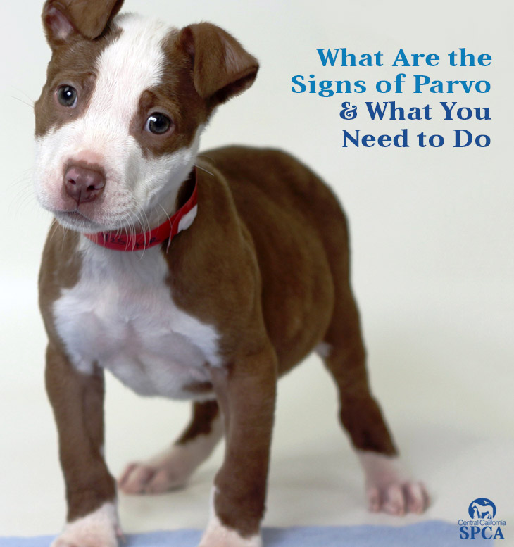 What Are the Signs of Parvo