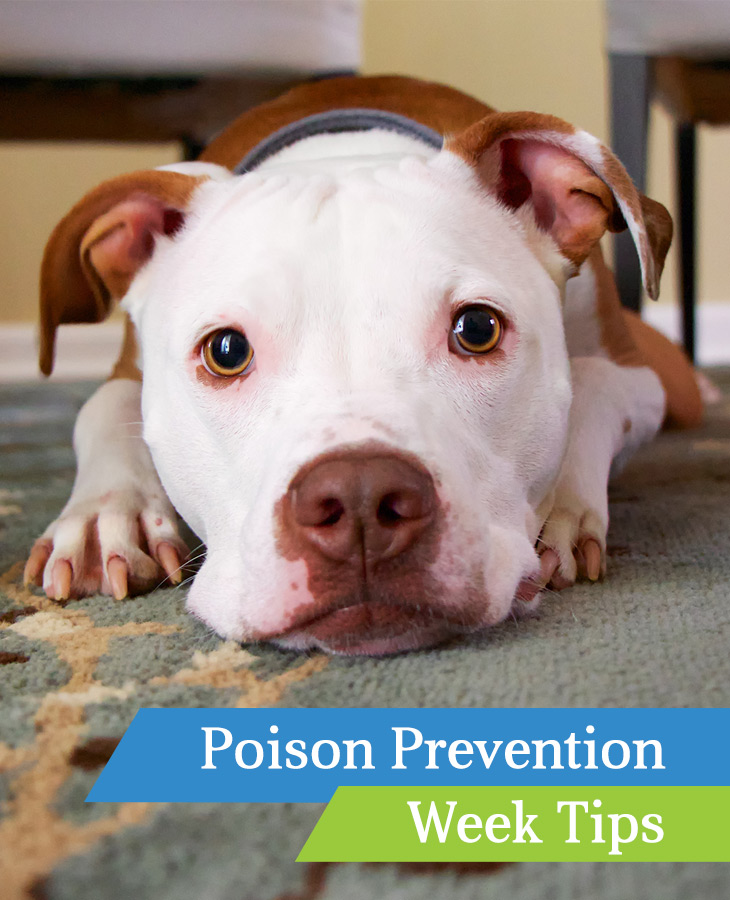Poison Prevention Week Tips