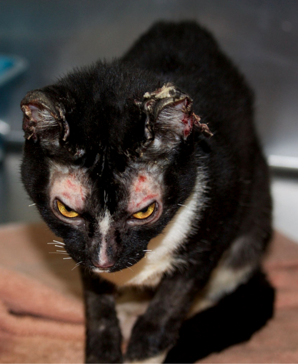 Burned Cats
