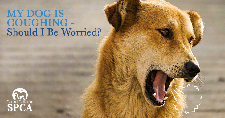 My dog is coughing should I be worried