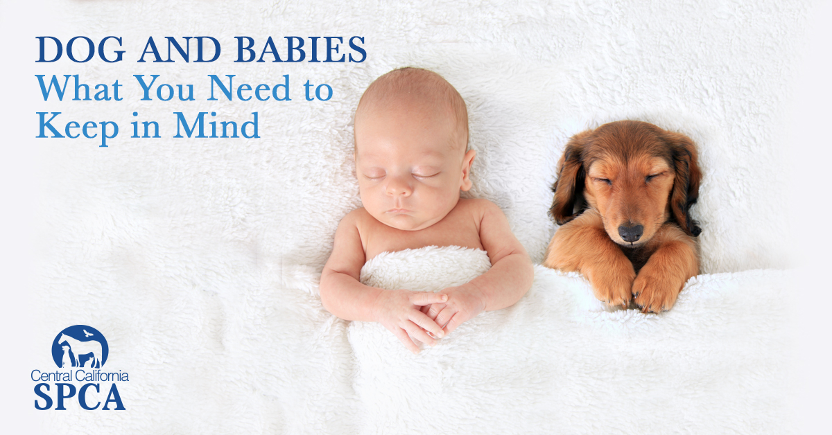 Dogs and Babies - What You Need to Keep in Mind