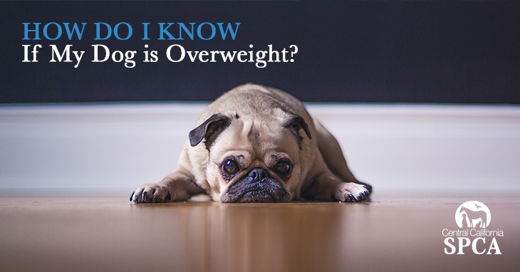 How do I know if my dog is overweight