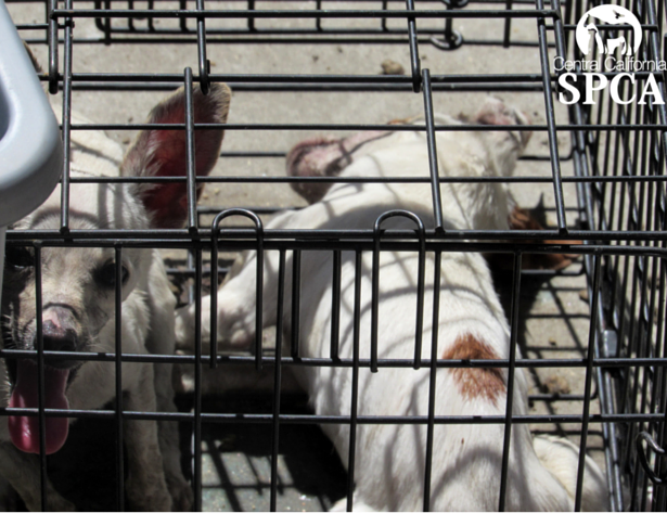 Dogs in Crate