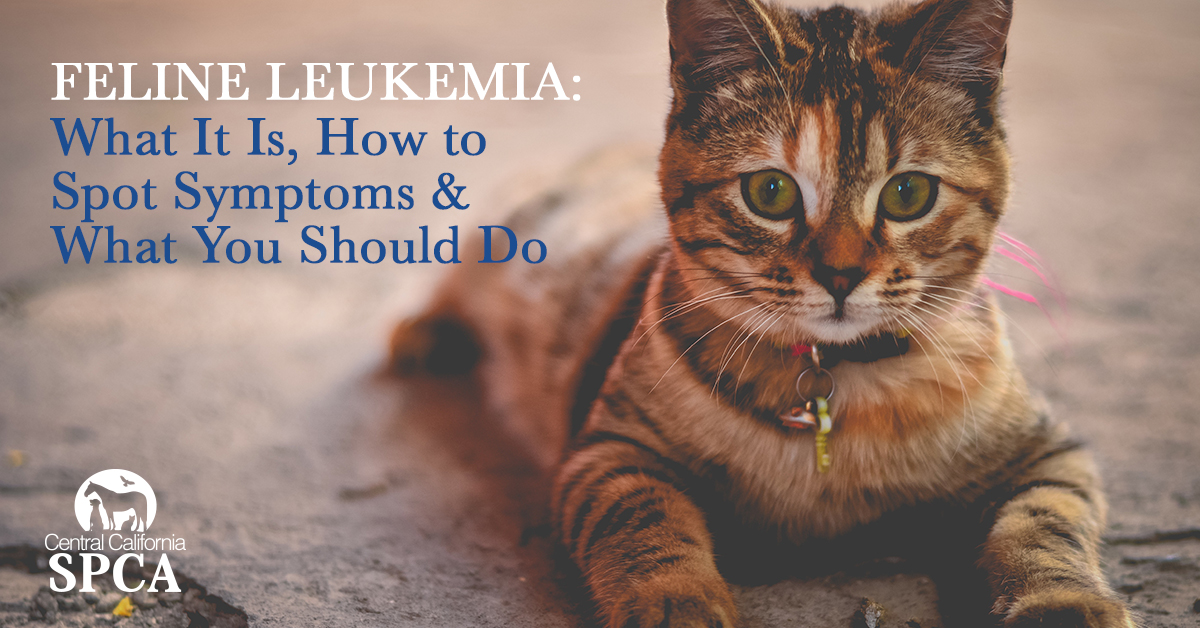 Feline Leukemia-How to Spot Symptoms & What You Should Do
