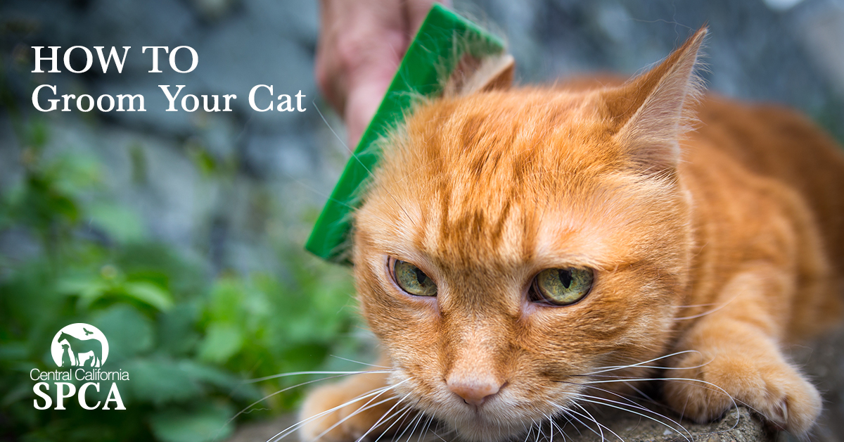 What You Need To Know About Cat Grooming