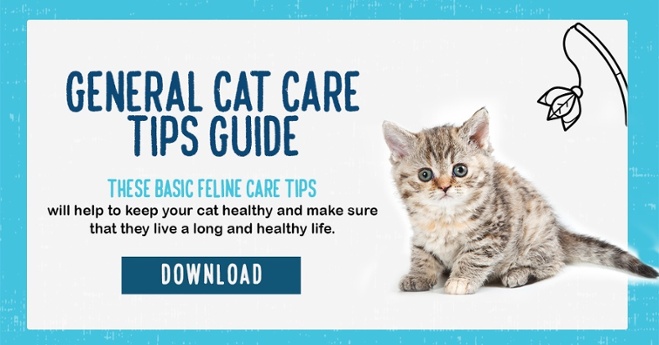 Download the cat care guide