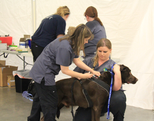 Sanger Vaccine Clinic 2