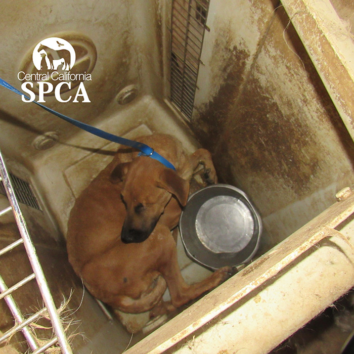 animal-rescue-orange-cove5
