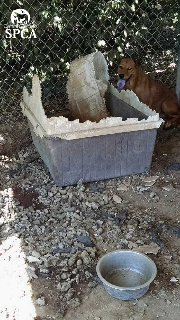 animal-rescue-orange-cove2