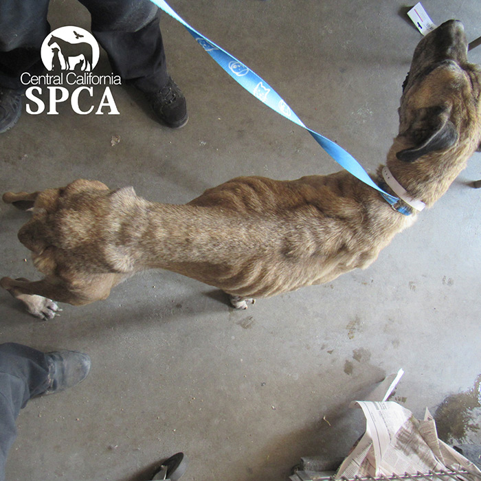 animal-rescue-orange-cove3