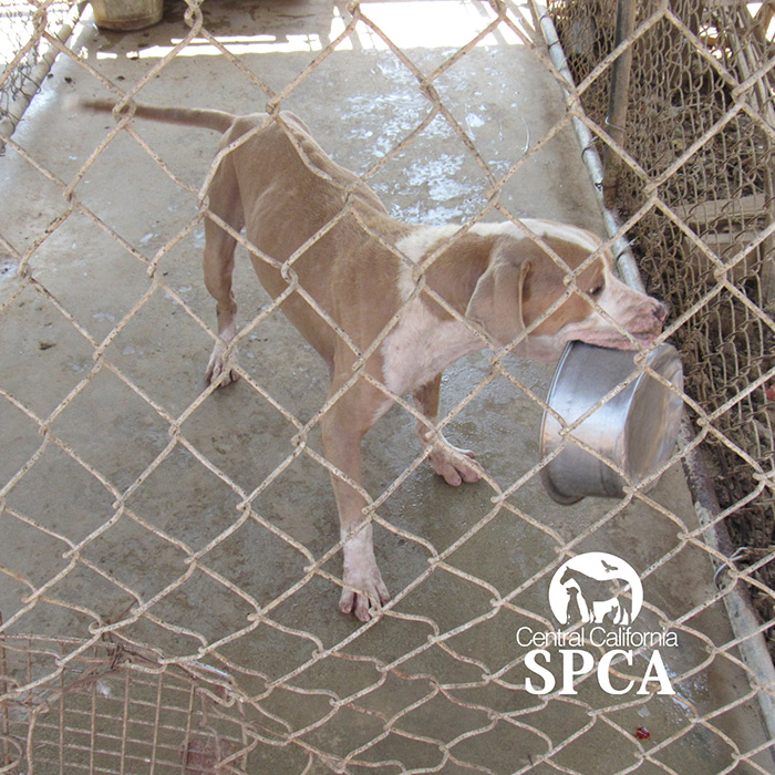 animal-rescue-orange-cove4