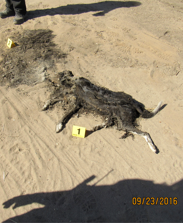 Burned Dogs